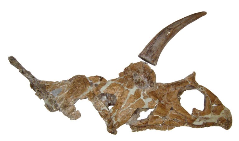 Crânio de Bisticeratops Froeseorum, dinossauro que viveu há 74 milhões de anos (Foto: Harrisburg University)