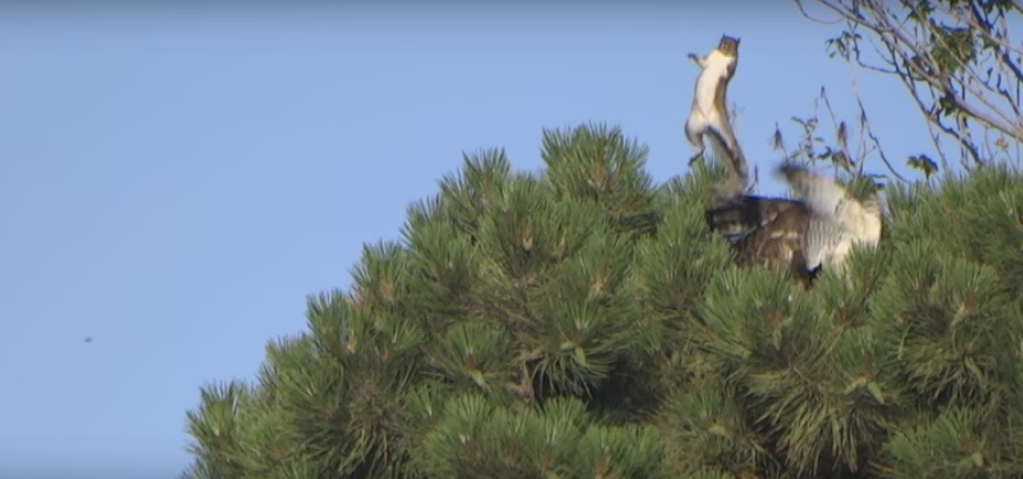 Esquilo foge de falcão em vídeo (Foto: reprodução)