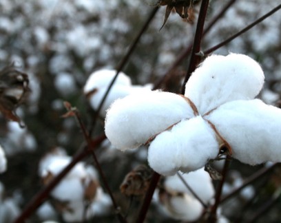 Brasil planeja liderar mercado mundial de algodão na próxima década