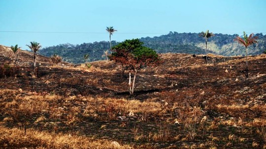 BNDES quer novo fundo para a Amazônia e coalizão de bancos contra desmatamento