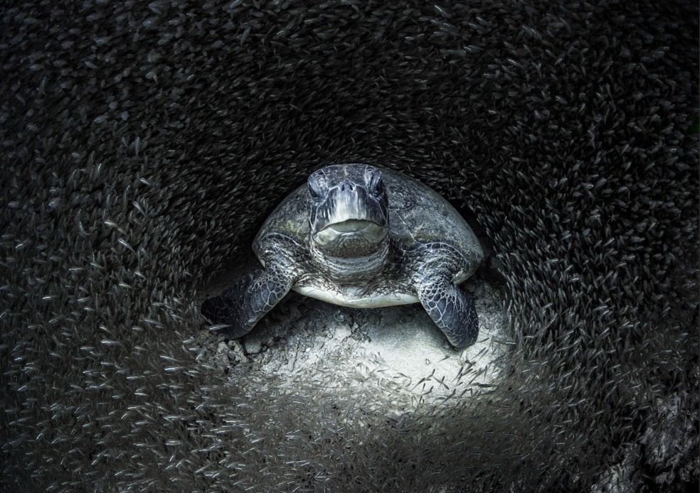 Tartaruga verde em cercada por peixes vidro no recife de Ningaloo, na Austrália. Fotografia ganhou 1° lugar na premiação Ocean Photography Awards — Foto: Ocean Photography Awards | Aimee Jan