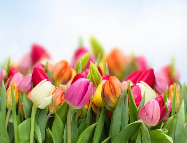 Jardim de tulipas (Foto: Shutterstock)