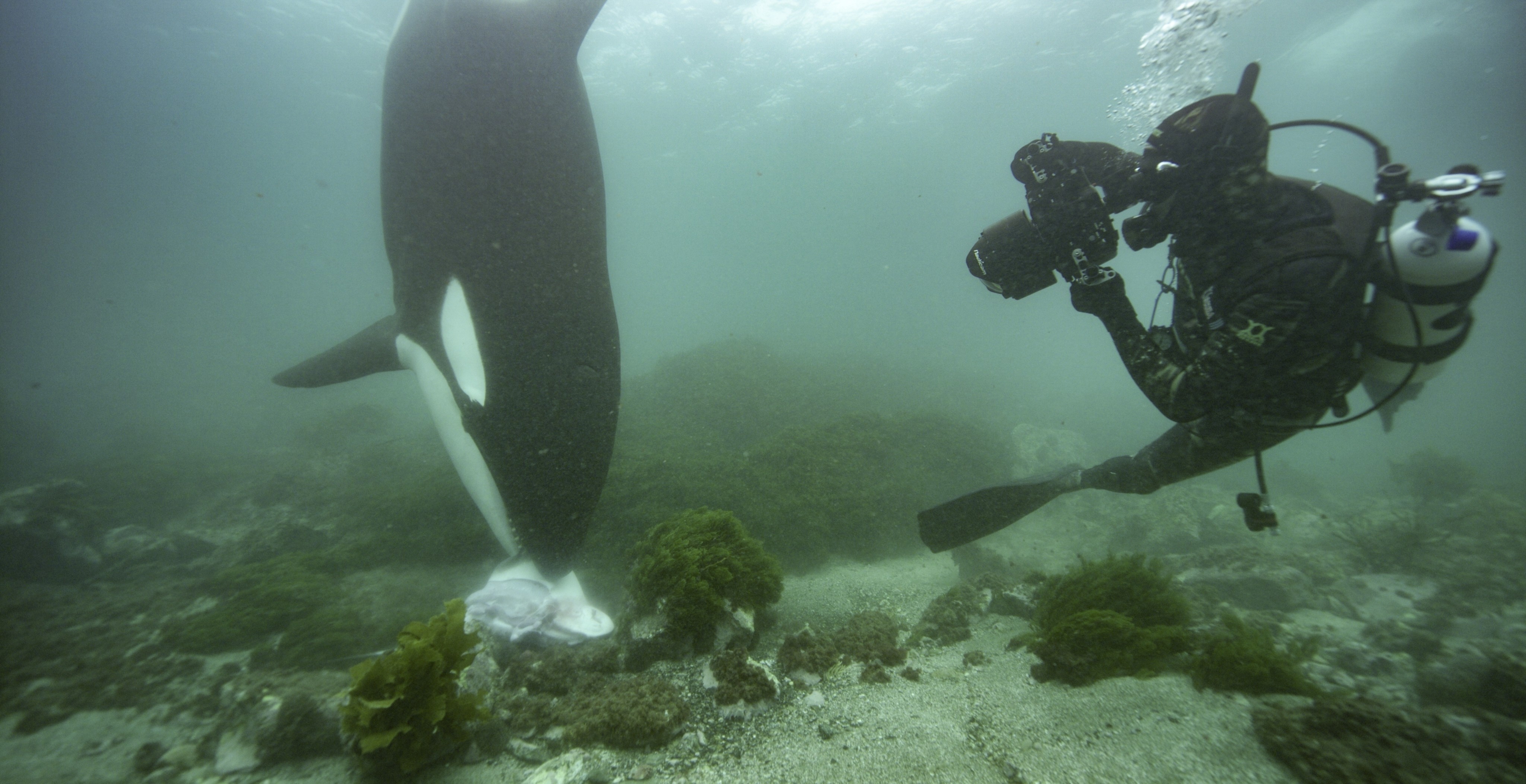 O fotógrafo Brian Skerry registra o momento em que uma orca se alimenta  (Foto: Hayes Baxley/NatGeo para Disney+)