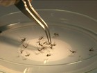 Porto Rico declara emergência por mais de 10 mil casos de zika