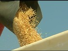 Falta de cuidados no transporte e na colheita causa desperdício de grãos