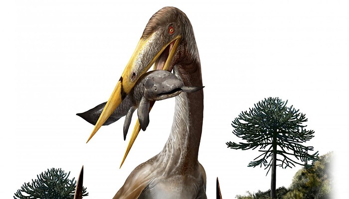 Ilustração de um pterossauro da espécie Alanqa saharica (Foto: Davide Bonadonna)