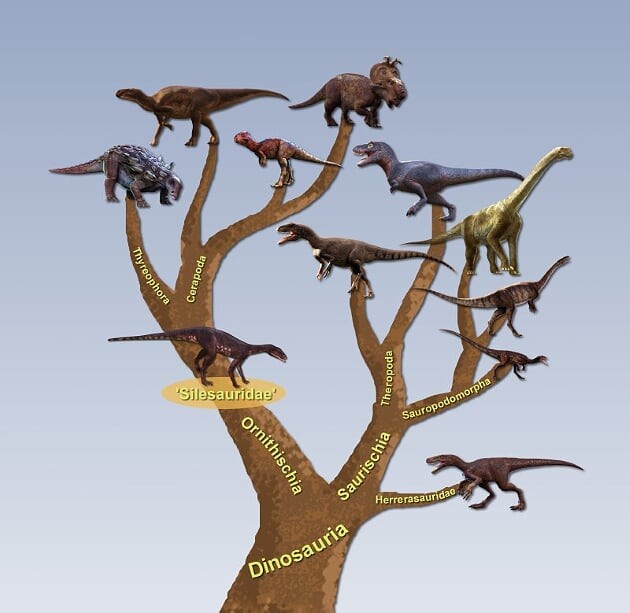 A árvore filogenética dos dinossauros refeita a partir da nova hipótese (Foto: Márcio L. Castro/Rodrigo Temp Müller)