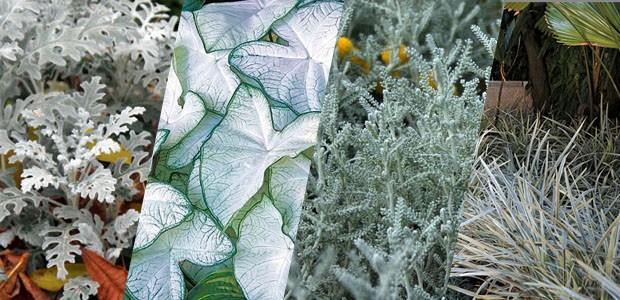 Plantas brancas: 4 espécies para usar no seu jardim (Foto: Reprodução)