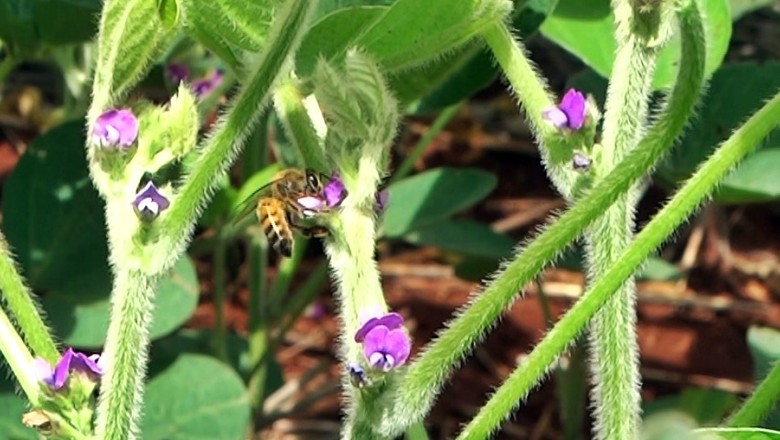 abelha soja 5 (Foto: Décio Gazzoni)