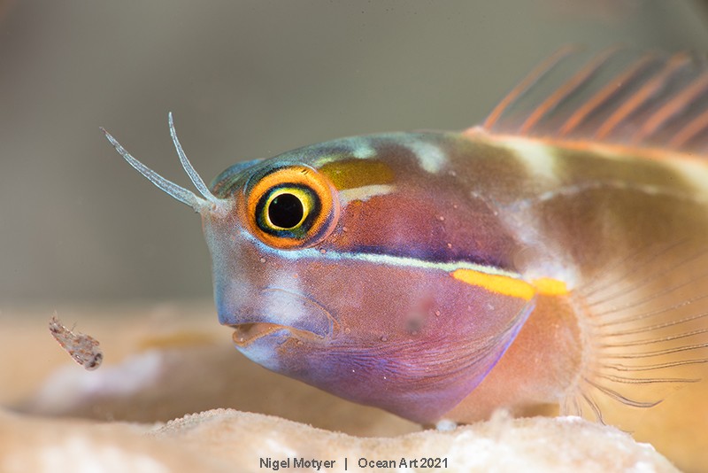 O fotógrafo vencedor desta categoria capturou um pequeno peixe alimentando-se de um plâncton. O peixe foi batizado por ele de Blenny  (Foto: Nigel Motyer)