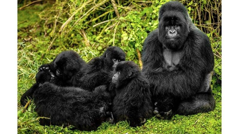 BBC Gorilas machos costumam ser 'babás' dos filhotes (Foto: IBRAHIM SUHA DERBENT/GETTY IMAGES via BBC)