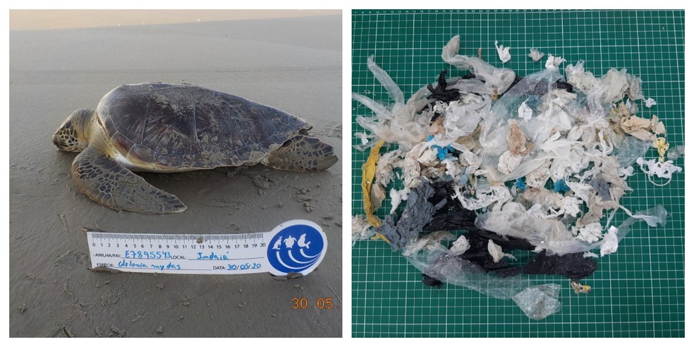 Tartaruga foi encontrada já morta com grande quantidade de lixo no estômago — Foto: Divulgação/Instituto Gremar