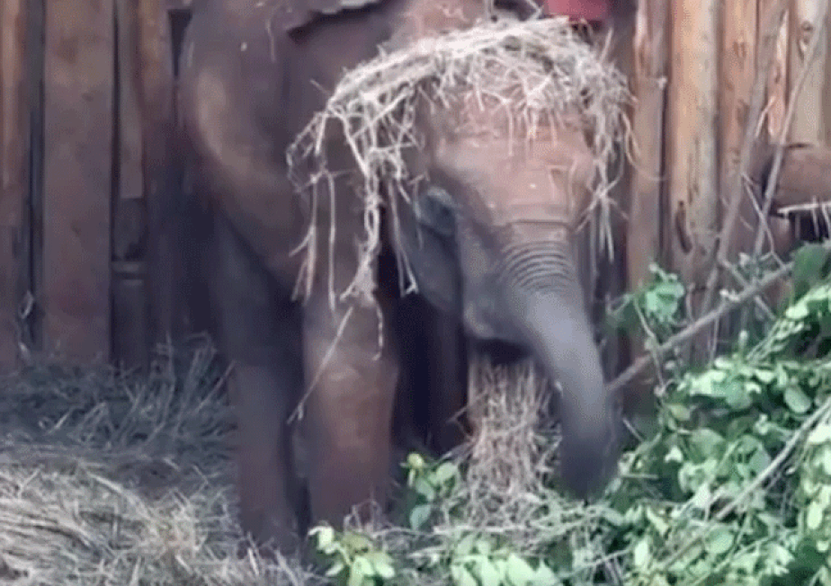 Elefante estoca alimento na cabeça.