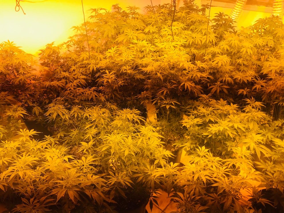 Policiais apreenderam 33 p&eacute;s de maconha do tipo skunk nesta ter&ccedil;a-feira (21) &mdash; Foto: 1&ordm; Batalh&atilde;o de A&ccedil;&otilde;es Especiais de Pol&iacute;cia de Campinas/Acervo