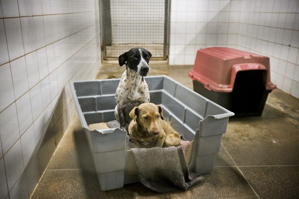 Zoonoses do DF tem 83 animais aptos para adoção — Foto: Breno Esaki/Agência Saúde
