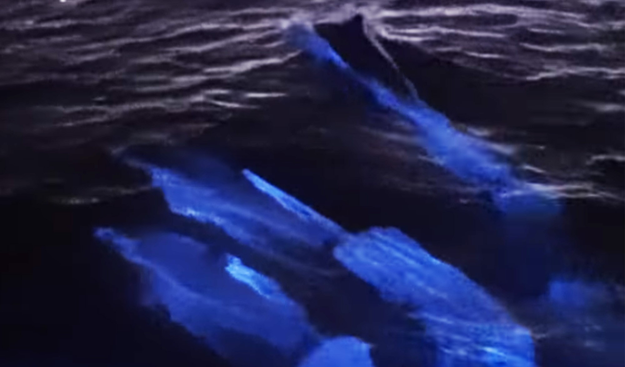 Nado brilhante de golfinhos cria espetáculo durante fenômeno marinho thumbnail