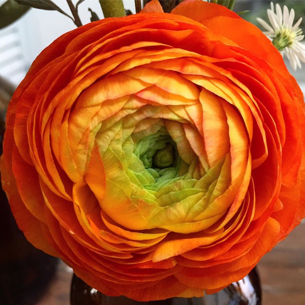 Ranúnculos: como cultivar essa flor que parece uma rosa, mas não é (Foto: Flo Atelier Botânico)