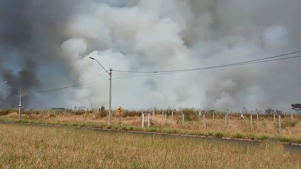 Queimada atingiu planta&ccedil;&atilde;o de cana-de-a&ccedil;&uacute;car em Rio Preto &mdash; Foto: Reprodu&ccedil;&atilde;o/TV TEM 