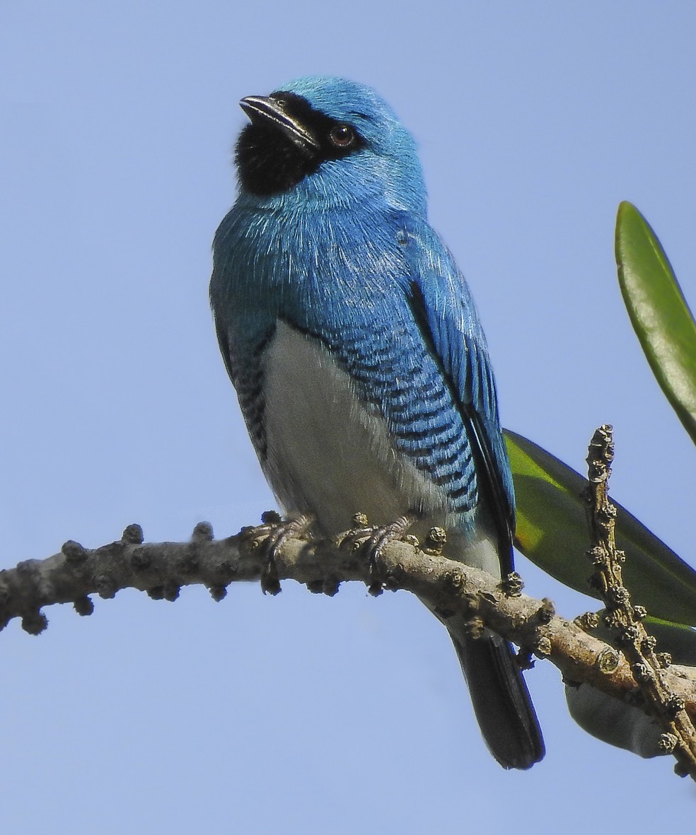 A saí-andorinha é considerada por muitos como uma das mais belas aves do Brasil. — Foto: Guilherme Andrighetto/Arquivo Pessoal