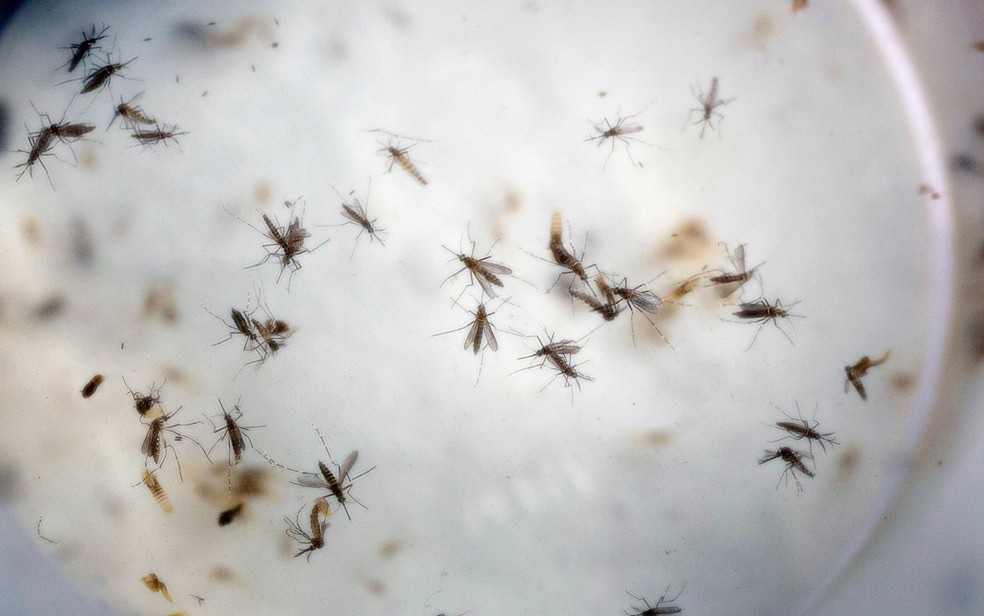 Mosquito Aedes aegyti transmite v&iacute;rus da dengue &mdash; Foto: AP Photo/Ricardo Mazalan