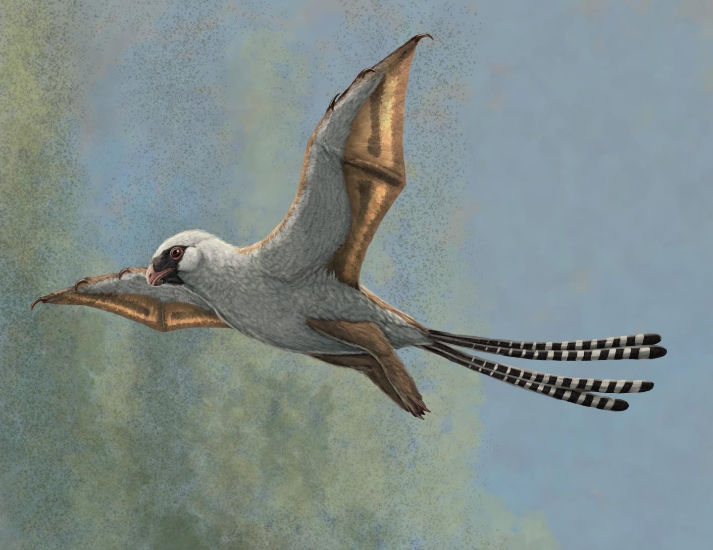 Ilustração representando Ambopteryx (Foto: Gabriel ugueto / Eurekalert)