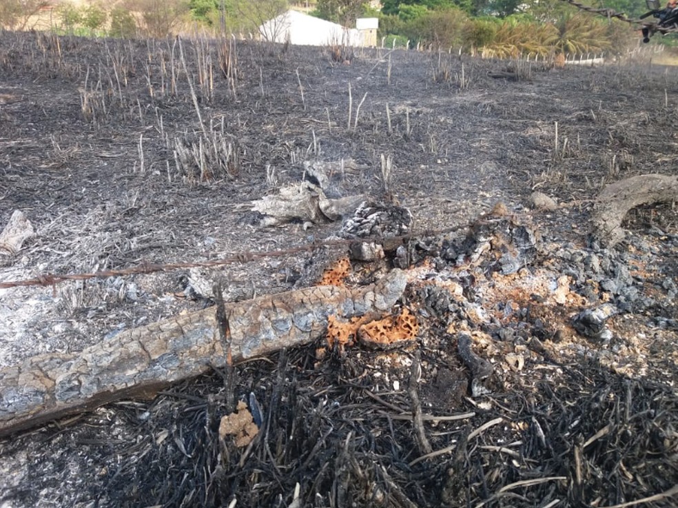 Moradores afirmaram que as chamas chegaram a atingir algumas plantações. — Foto: Wandemberg Belém