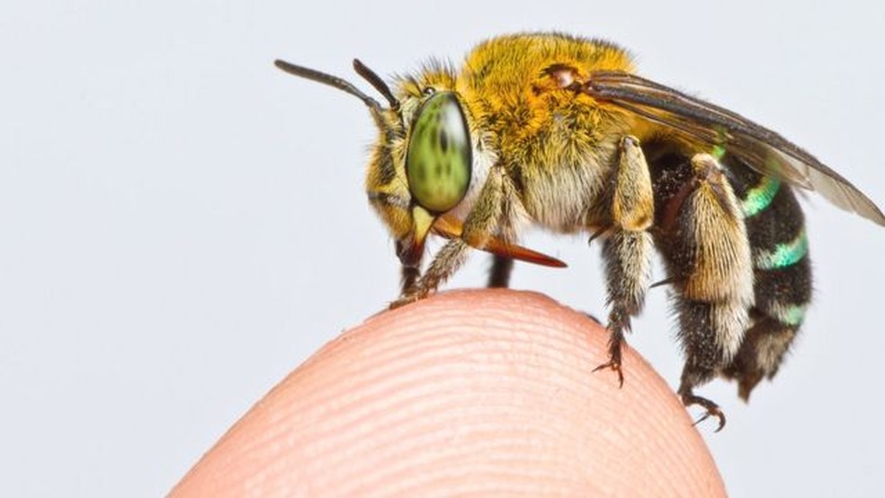 Existem milhares de espécies de abelhas, desde as menores até algumas do tamanho de um polegar. — Foto: ZESTIN SOH via BBC
