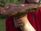 Cogumelo gigante é encontrado na Polônia