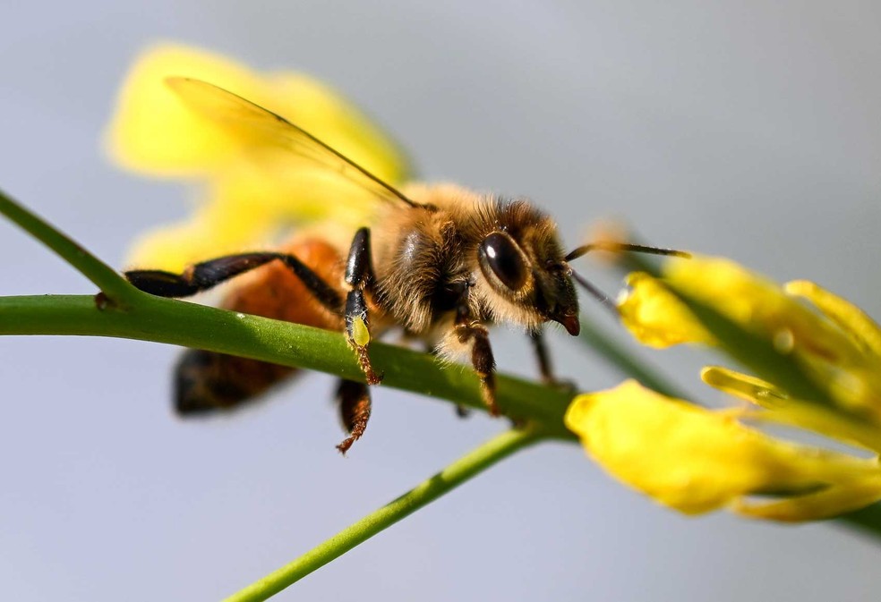 FAO pede proteção das abelhas, 'aliadas-chave' na luta contra a ...
