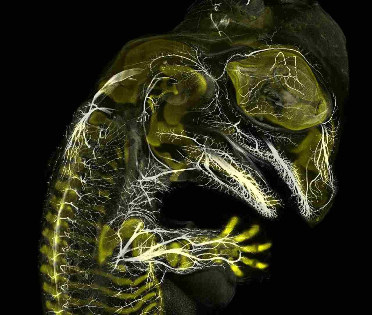 Alligator embryo developing nerves and skeleton ( do inglês, "embrião de jacaré desenvolvendo nervos e esqueleto") (Foto: Daniel Smith Paredes & Dr Bhart Anjan S Bhullar/Nikon Small World)