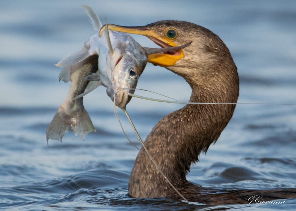 Ave almoçando no Pantanal. — Foto: Guilherme Provenzano Giovanni/Arquivo Pessoal
