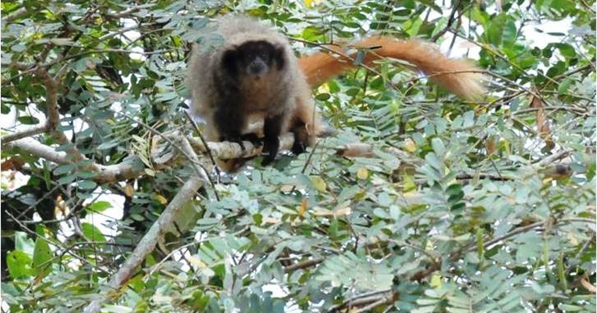 Foto de Saguis Silvery Macaco Branco Callithrix Argentata Sentado No Galho  Da Árvore No Habitat Macaco Raro Do Brasil Natureza Selvagem Floresta  Rochosa Com Animal e mais fotos de stock de Parque