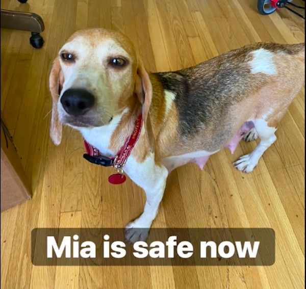 The dog Mia, adopted by Prince Harry and the actress and Duchess Meghan Markle (Photo: Facebook)