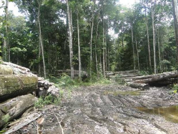 Empresa é acusada de extrair 23 mil toras de madeira da Resex Renascer no Pará (Foto: Divulgação)