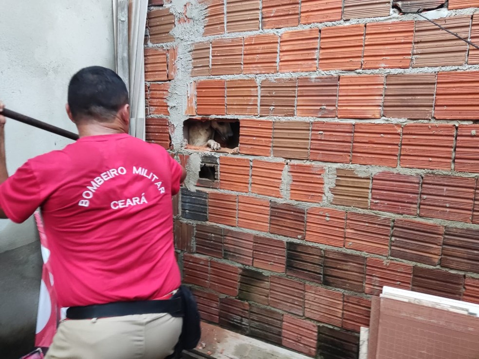 Cachorro preso em parede é resgatado pelo Corpo de Bombeiros em Quixeramobim. — Foto: Corpo de Bombeiros/ Divulgação