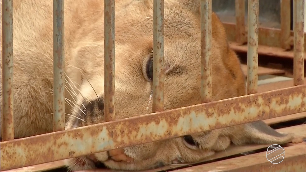 On&ccedil;a-parda aguardando a realiza&ccedil;&atilde;o dos exames no hospital veterin&aacute;rio, em Dourados (MS) (Foto: Reprodu&ccedil;&atilde;o/TV Morena)