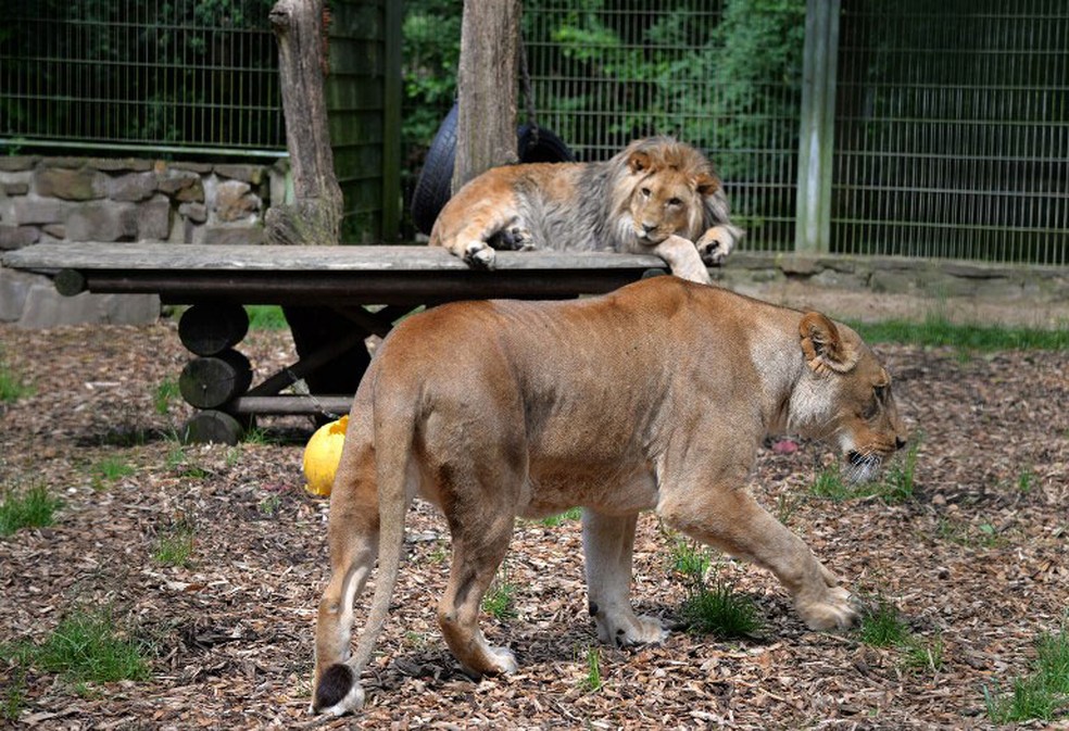 Foto de junho de 2016 mostra leÃµes no Eifel Zoo, na Alemanha. NÃ£o estÃ¡ claro se eles estÃ£o entre os que conseguiram fugir nesta sexta-feira (1Âº)  (Foto: Harald Tittel / AFP)