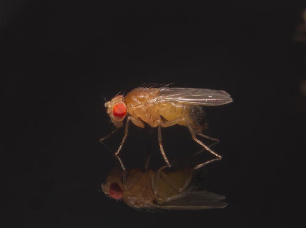  Mosca da fruta, da espécie Drosophila melanogaster  (Foto: Qinyang Li/Divulgação)