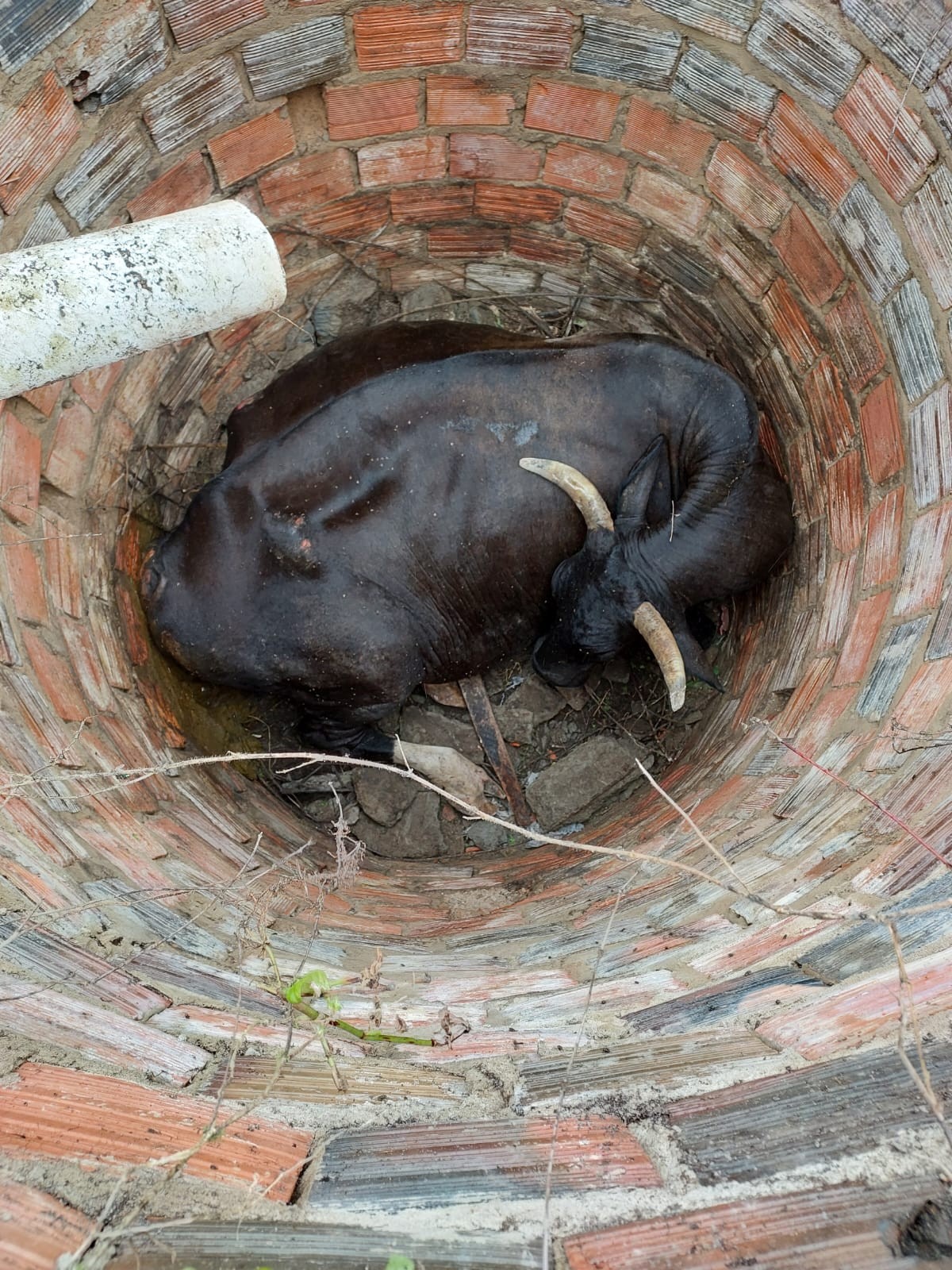Uma vaca ficou presa em um bueiro após a tampa ceder com o seu peso (Foto: Corpo de Bombeiros/ Divulgação)