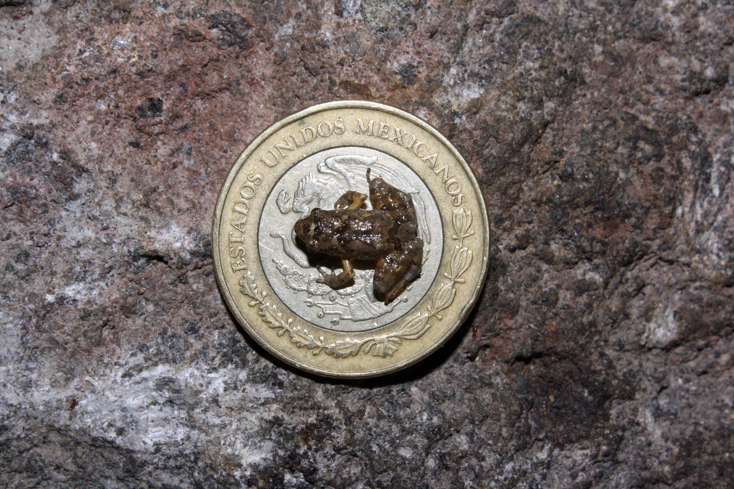 Craugastor rubinus em moeda mexicana de 10 pesos (Foto: Jeffrey W Streicher, Museu de História Natural, Londres)