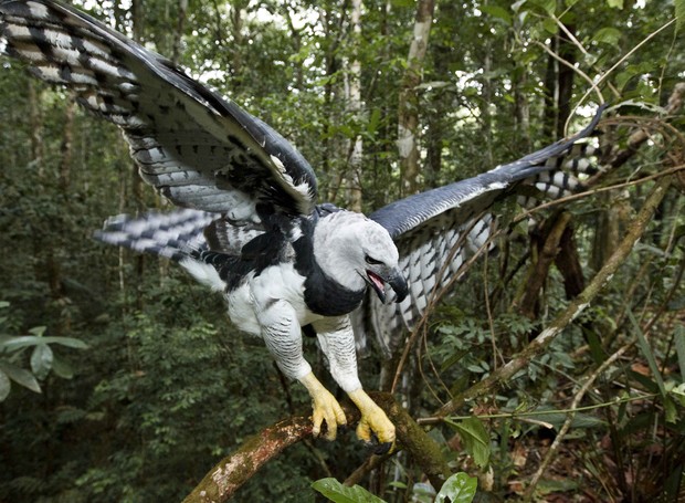 Amazônia; pássaro (Foto: Araquém Alcântara)