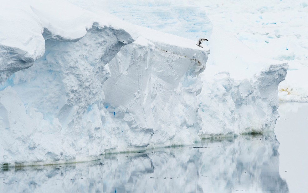 Um filhote de pinguim-imperador olha para o mar aberto — Foto: Ocean Photography Awards | Stefan Christmann