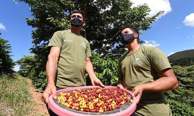 Funcionários da Fazenda Alliança, em Barra do Piraí, no Vale do Café, mostram grãos de café orgânico produzido no local  (Foto: Diego Mendes / Divulgação)