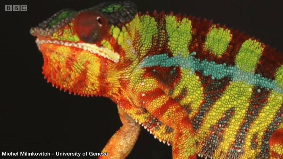 Resposta está nas células especiais refletoras que camaleões têm na pele (Foto: BBC)