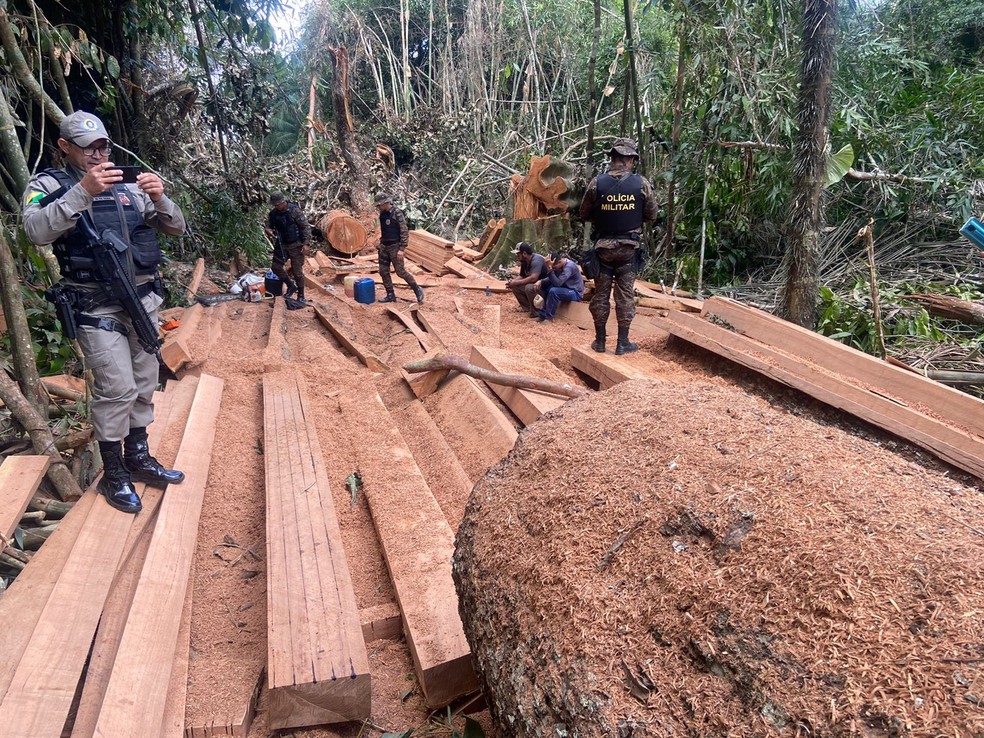 Polícia flagrou suspeitos derrubando castanheiras dentro da Floresta Estadual do Antimary, área de preservação ambiental  — Foto: Arquivo/BPA