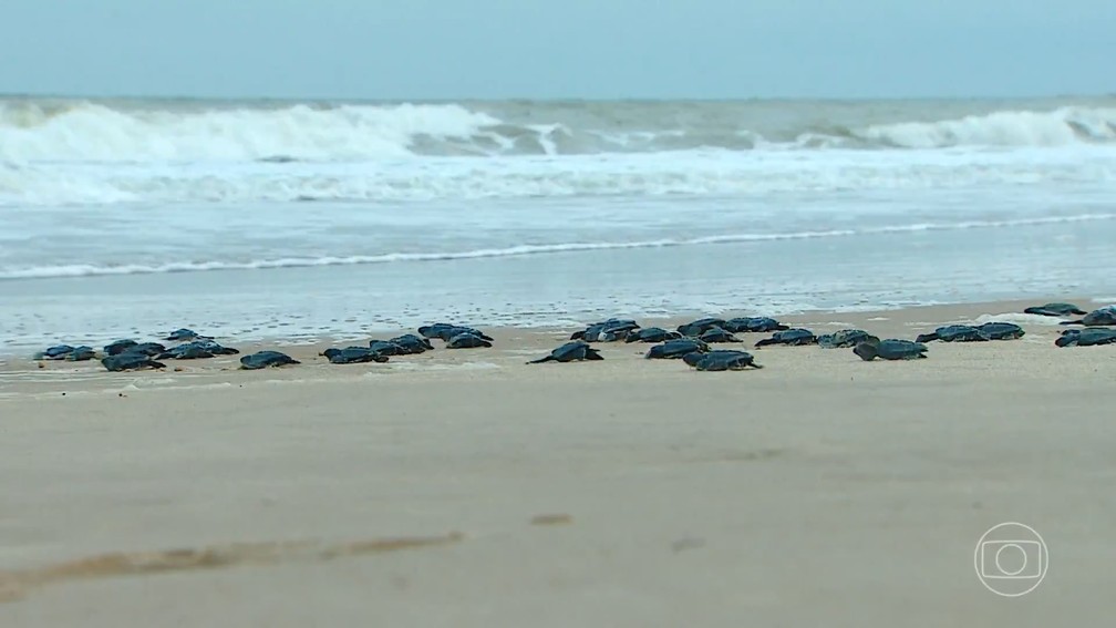 Calor nas praias do Nordeste pode gerar maior nascimento de tartarugas fêmeas — Foto: Reprodução/Jornal Nacional