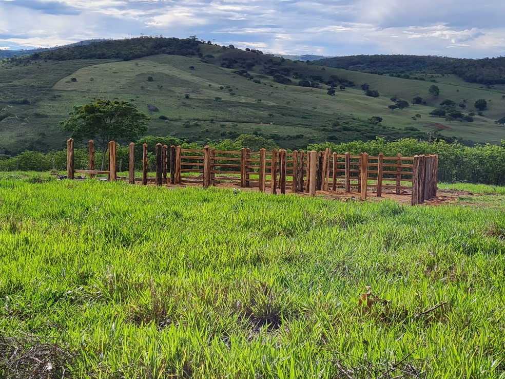 Idoso morre após ataque de abelhas no sudoeste da Bahia — Foto: Itiruçu Online