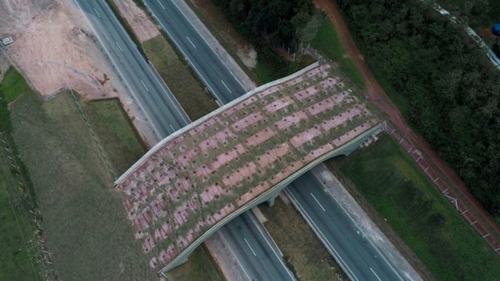 Viaduto tem espécies típicas da Mata Atlântica — Foto: DIVULGAÇÃO/AMLD/WANDERSON CHAN