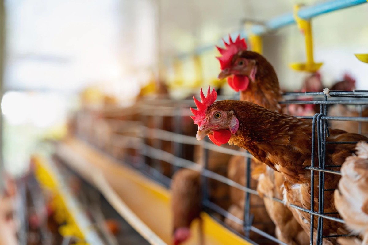Ministerio de Salud investiga sospecha de gripe aviar en humanos |  Ciencia y Salud