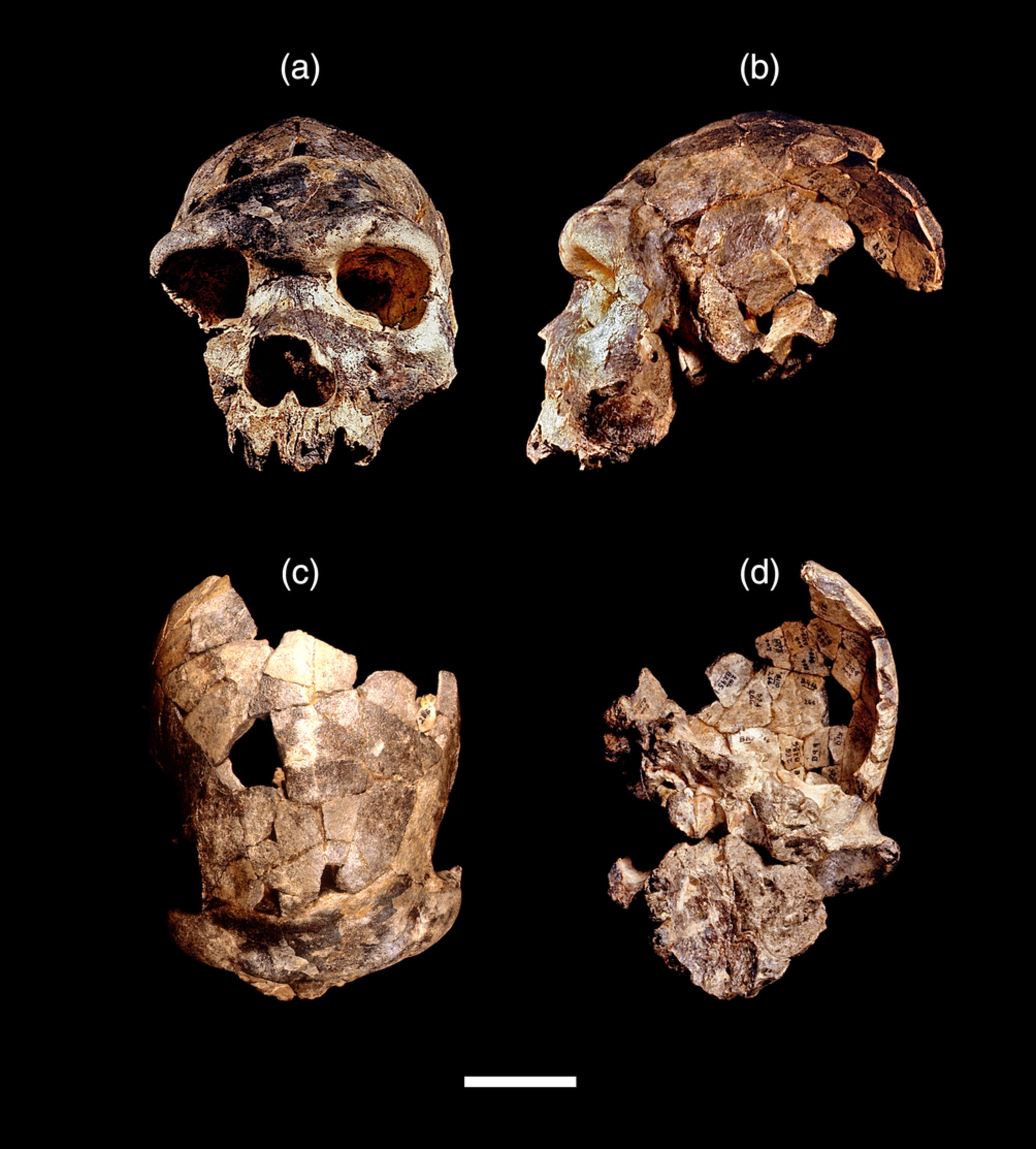 Crânio da espécie de hominídeo Homo bodoensis (Foto: Mirjana Roksandic et.al )